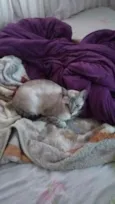 Adote Branca Castrada