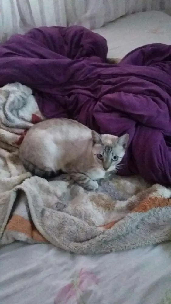 Gato ra a SRD idade 1 ano nome Adote Branca Castrada