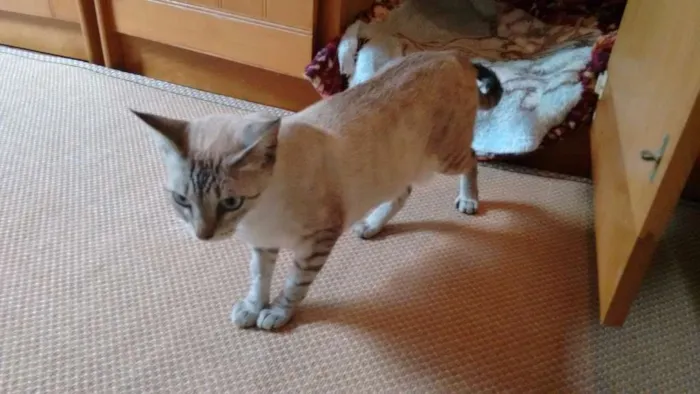 Gato ra a SRD idade 1 ano nome Adote Branca Castrada