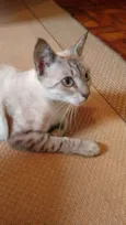 Adote Branca Castrada