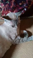 Adote Branca Castrada