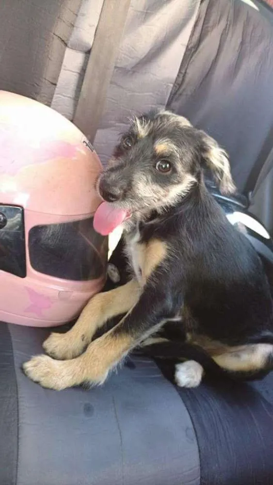 Cachorro ra a desconhecida idade 2 a 6 meses nome bone