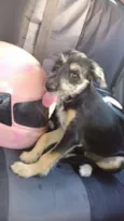 bone