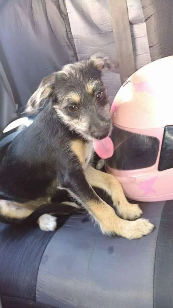 Cachorro ra a desconhecida idade 2 a 6 meses nome bone
