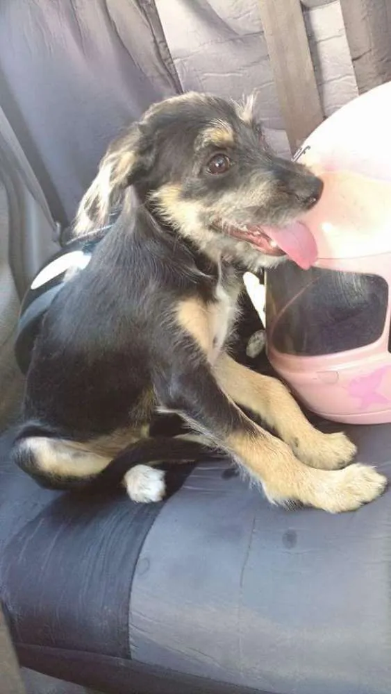 Cachorro ra a desconhecida idade 2 a 6 meses nome bone