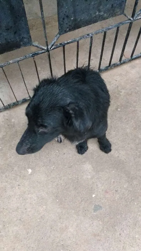 Cachorro ra a : Pinxe com cosquispen idade 1 ano nome Não sei