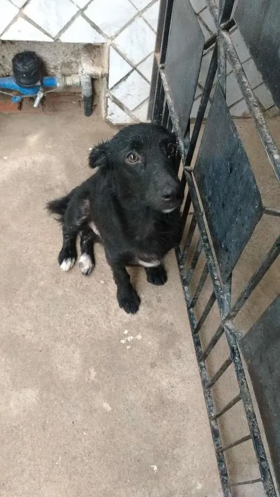 Cachorro ra a : Pinxe com cosquispen idade 1 ano nome Não sei