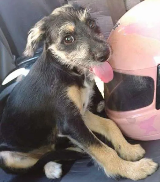 Cachorro ra a desconhecida idade 2 a 6 meses nome bone