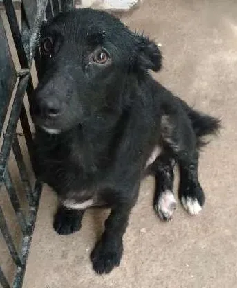 Cachorro ra a : Pinxe com cosquispen idade 1 ano nome Não sei