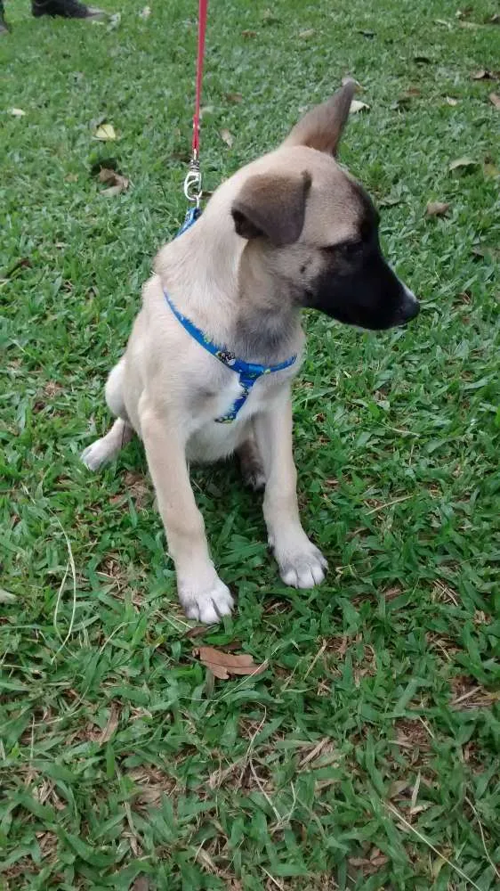 Cachorro ra a Srd idade 2 a 6 meses nome Sem 