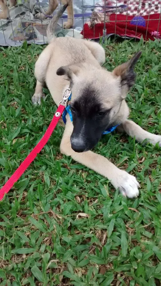 Cachorro ra a Srd idade 2 a 6 meses nome Sem 