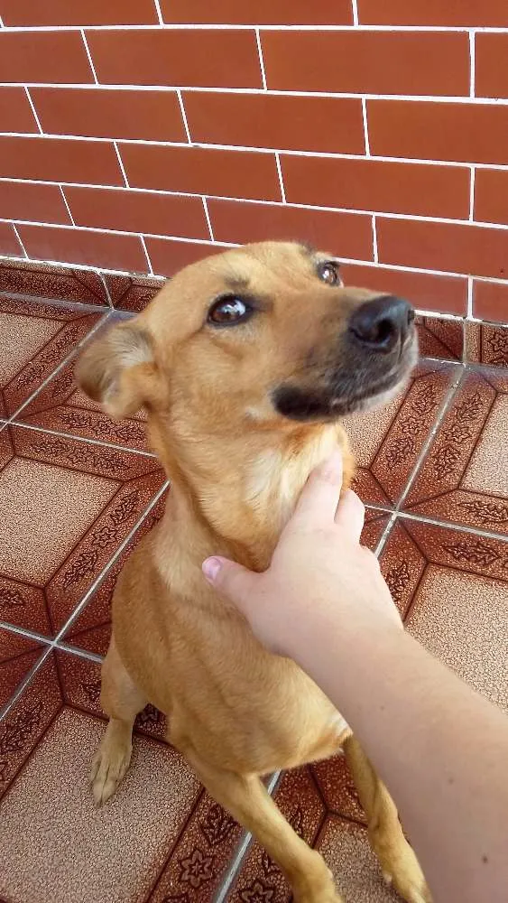 Cachorro ra a SRD idade 3 anos nome Mel - Urgente