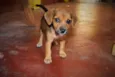 Belinha