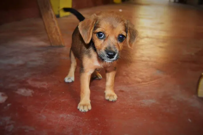 Cachorro raça Mestiço idade Abaixo de 2 meses nome Belinha
