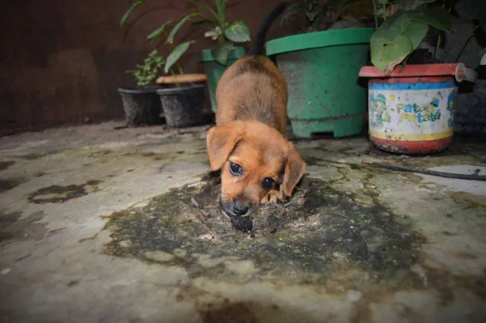 Cachorro raça Mestiço idade Abaixo de 2 meses nome Belinha