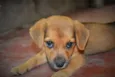 Belinha
