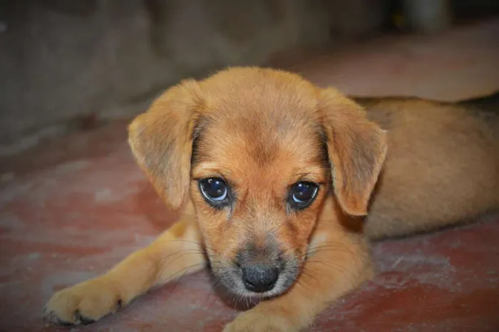 Cachorro raça Mestiço idade Abaixo de 2 meses nome Belinha
