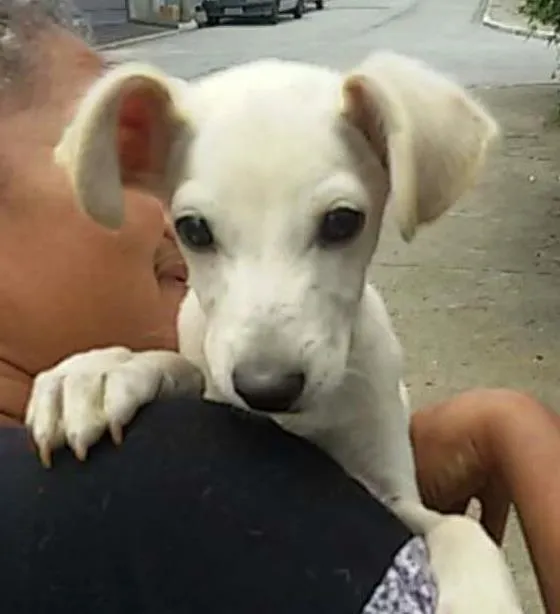 Cachorro ra a SRD idade 2 a 6 meses nome Branquinho