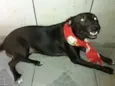 Neguinha
