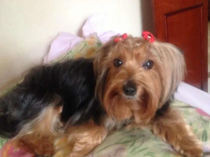 Cachorro ra a Yorkshire idade 6 ou mais anos nome SOFIA GRATIFICA