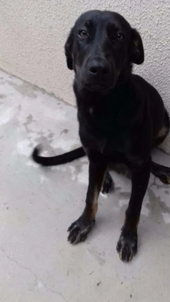 Cachorro ra a Pastor Alemão com Belga idade 2 a 6 meses nome sem nome