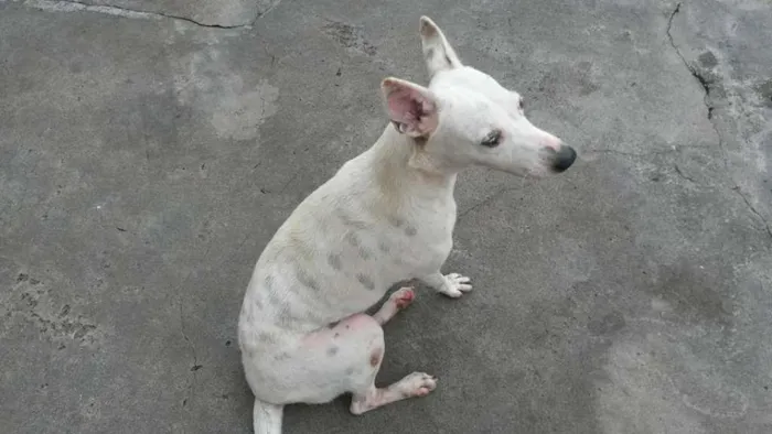 Cachorro raça SRD idade  nome Branquinha