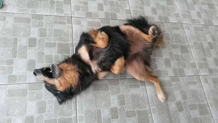 Cachorro raça SRD idade 5 anos nome Faride