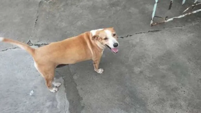 Cachorro raça SRD idade 6 ou mais anos nome Princesa