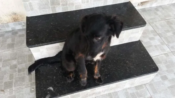 Cachorro raça SRD idade 7 a 11 meses nome Preta