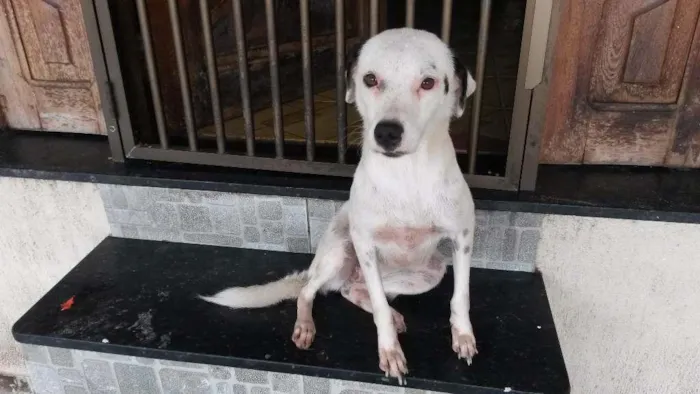 Cachorro raça SRD idade 2 anos nome Branquinha