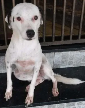 Cachorro raça SRD idade 2 anos nome Branquinha