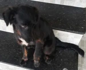 Cachorro raça SRD idade 7 a 11 meses nome Preta