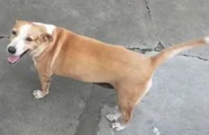Cachorro raça SRD idade 6 ou mais anos nome Princesa
