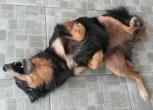 Cachorro raça SRD idade 5 anos nome Faride