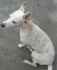 Branquinha