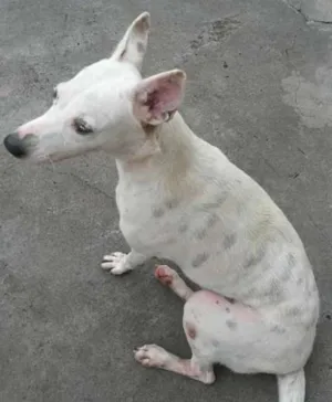 Cachorro raça SRD idade  nome Branquinha