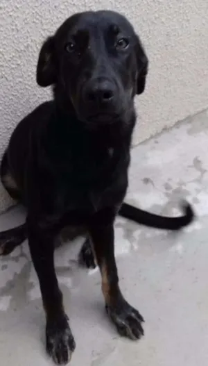 Cachorro raça Pastor Alemão com Belga idade 2 a 6 meses nome sem nome