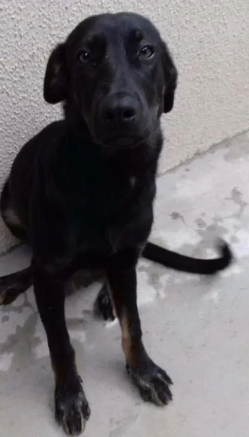 Cachorro ra a Pastor Alemão com Belga idade 2 a 6 meses nome sem nome