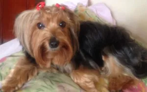 Cachorro raça Yorkshire idade 6 ou mais anos nome SOFIA GRATIFICA