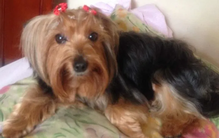 Cachorro ra a Yorkshire idade 6 ou mais anos nome SOFIA GRATIFICA