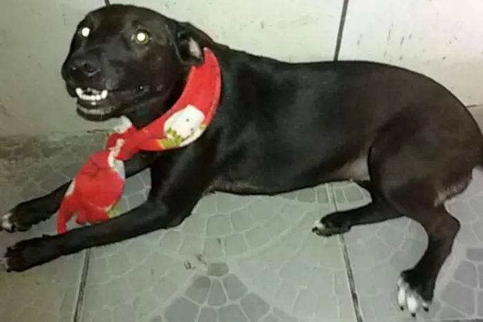 Cachorro ra a SRD idade 7 a 11 meses nome Neguinha