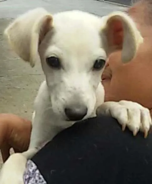 Cachorro ra a SRD idade 2 a 6 meses nome Branquinho