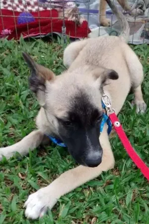 Cachorro raça Srd idade 2 a 6 meses nome Sem 