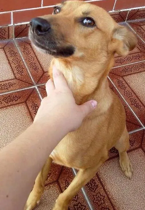 Cachorro ra a SRD idade 3 anos nome Mel - Urgente