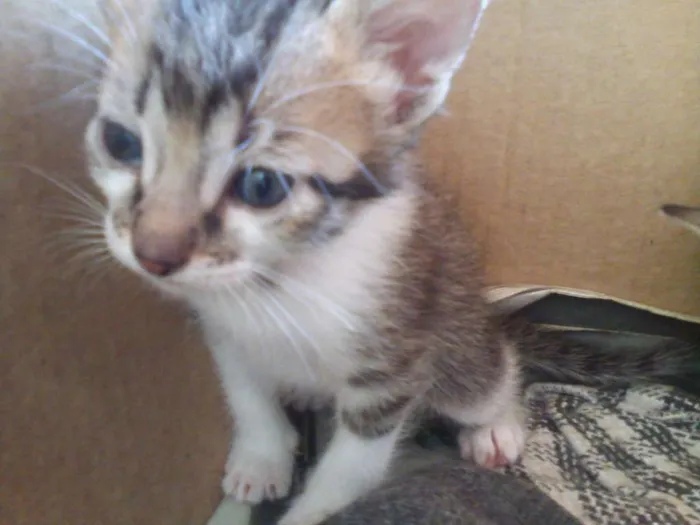 Gato raça Vira Lata idade Abaixo de 2 meses nome Desconhecido