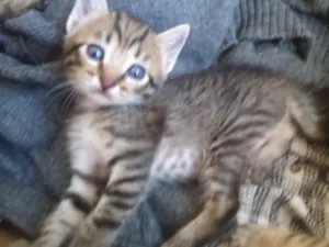 Gato raça Vira Lata idade Abaixo de 2 meses nome Desconhecido