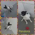 Pandora