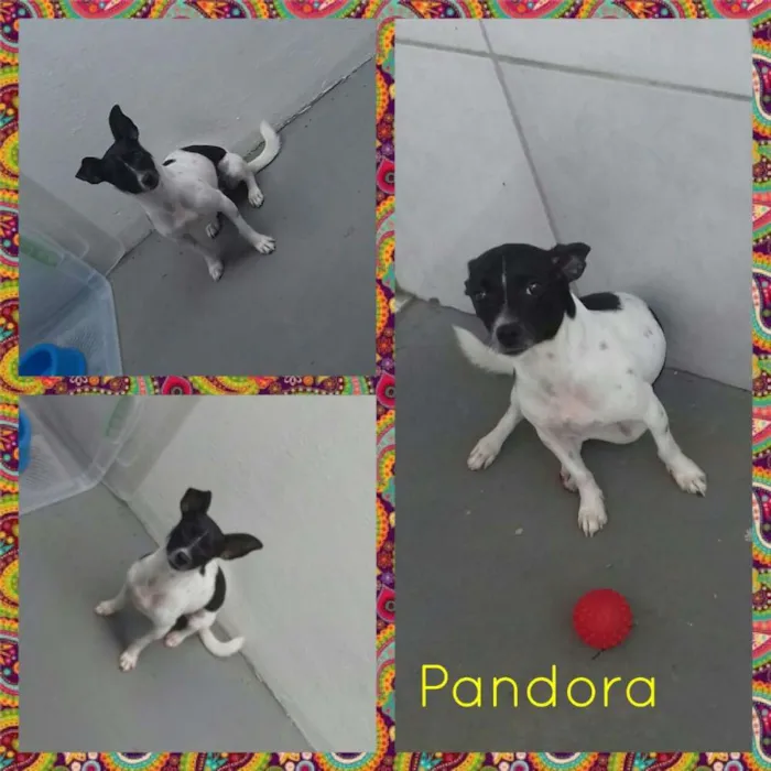 Cachorro ra a Mestiça idade 1 ano nome Pandora