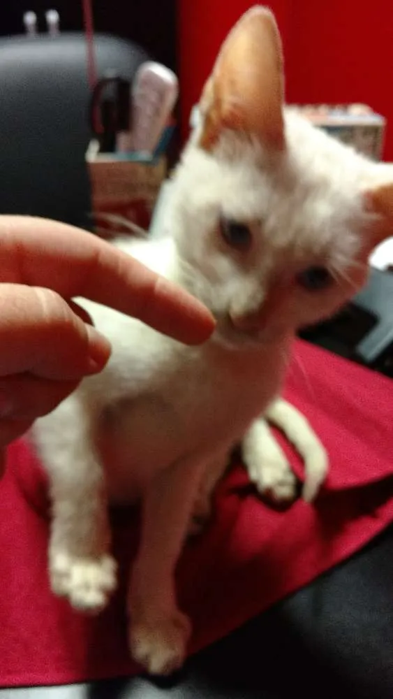 Gato ra a SRD idade Abaixo de 2 meses nome Liz