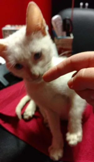 Gato raça SRD idade Abaixo de 2 meses nome Liz